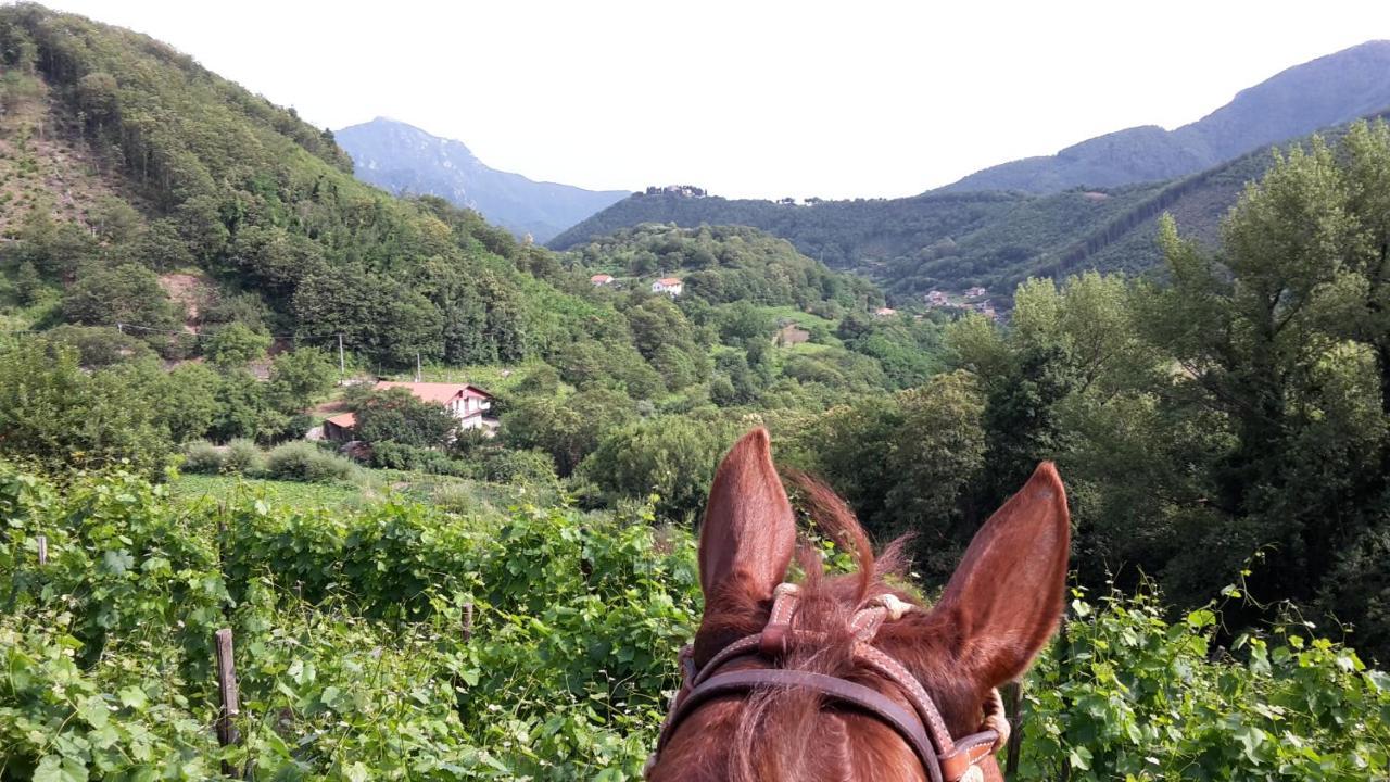 Cantina Del Casale Tramonti Eksteriør billede
